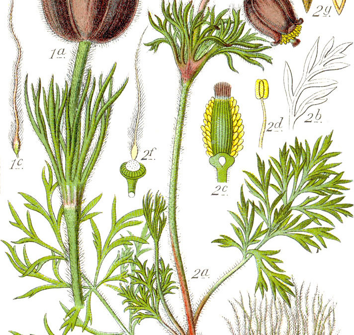 Pulsatilla