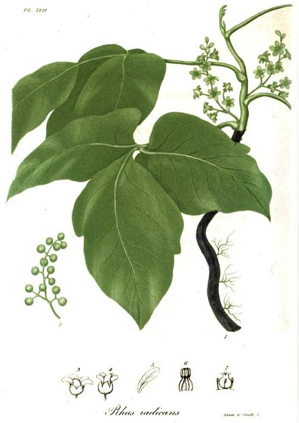 Rhus toxicodendron